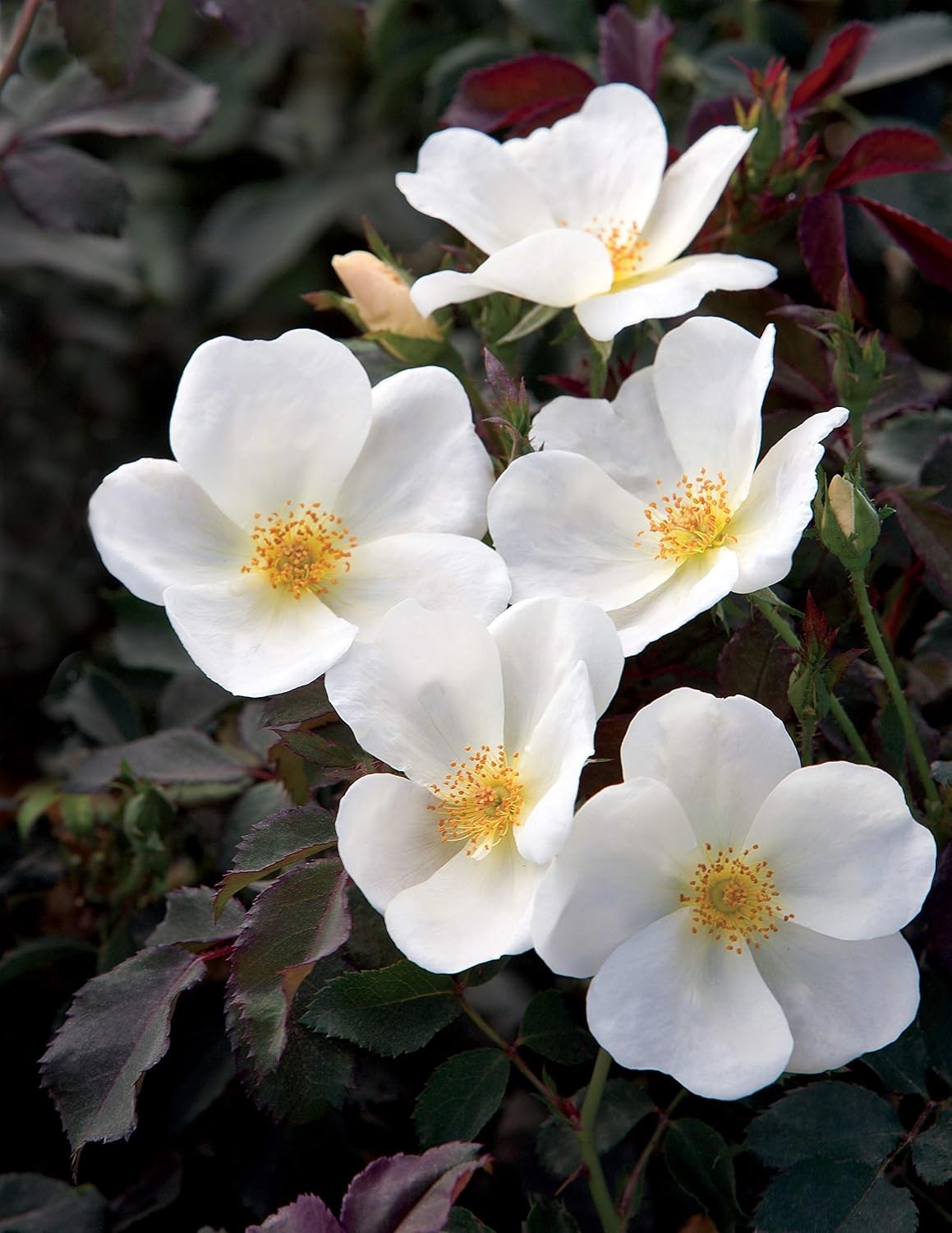 Green Promise Farms Rosa Knock Out` (Reblooming) Rose, 2 Size Container, white f