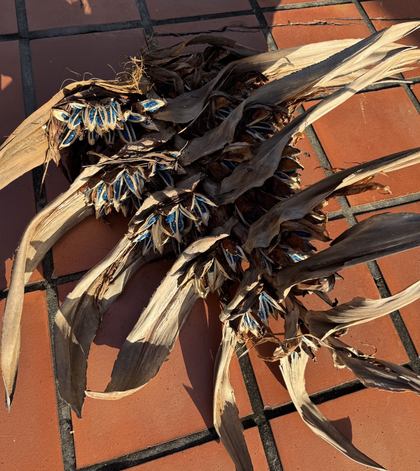 100 Fresh Traveler’s Palm Seeds