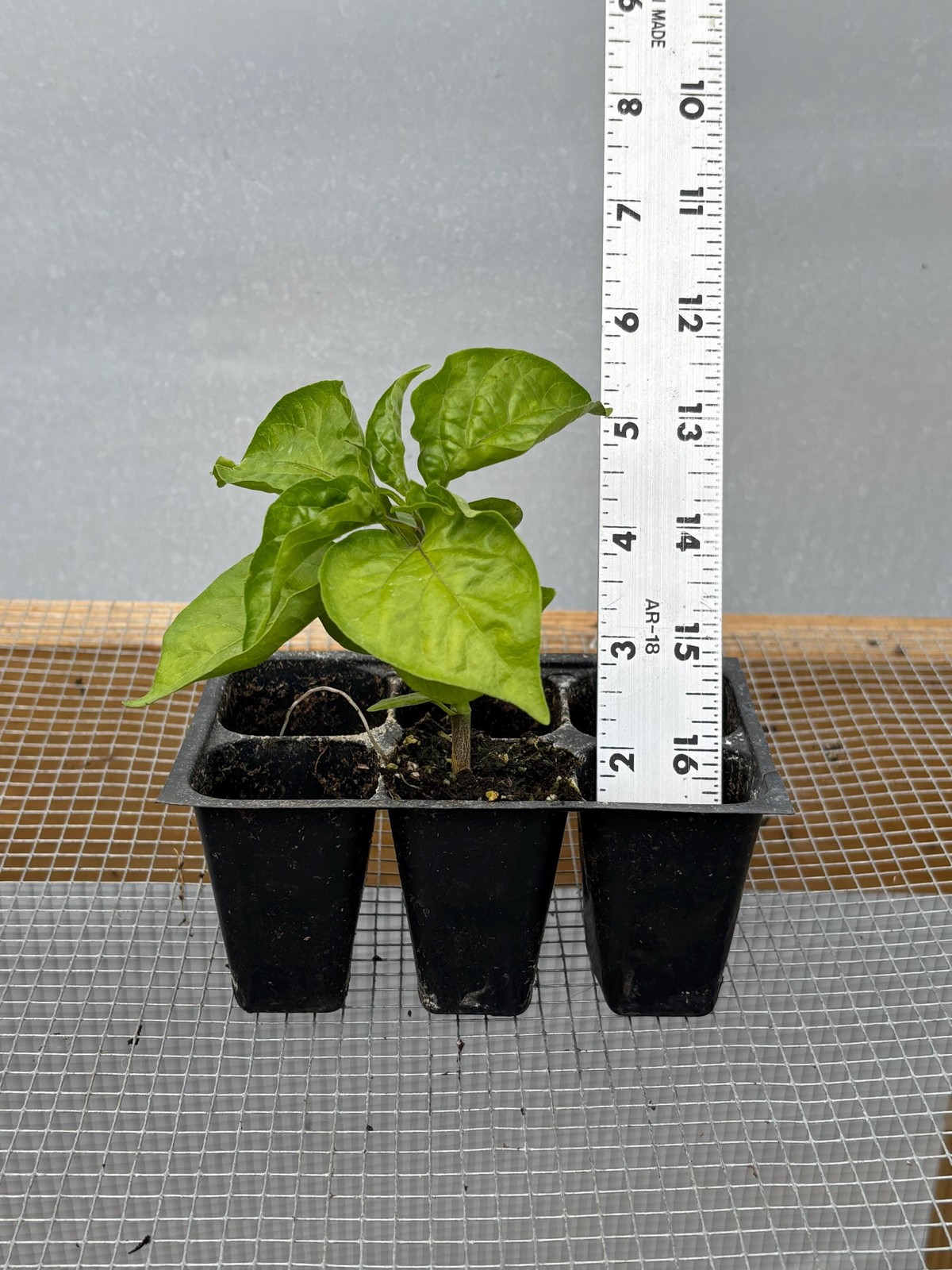 Pepperoncini Pepper Live Plants – Seedlings/Plugs- 3″- 6″ tall – 30-50 days old