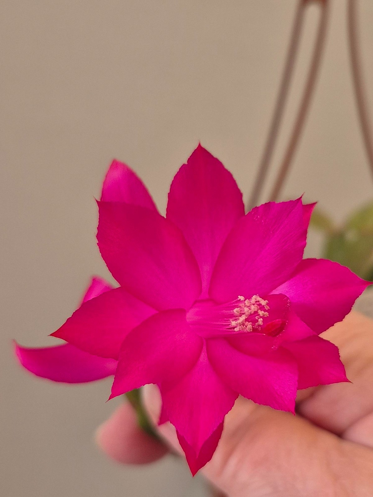 Charles Lemaire – Thanksgiving/Christmas Cactus Schlumbergera