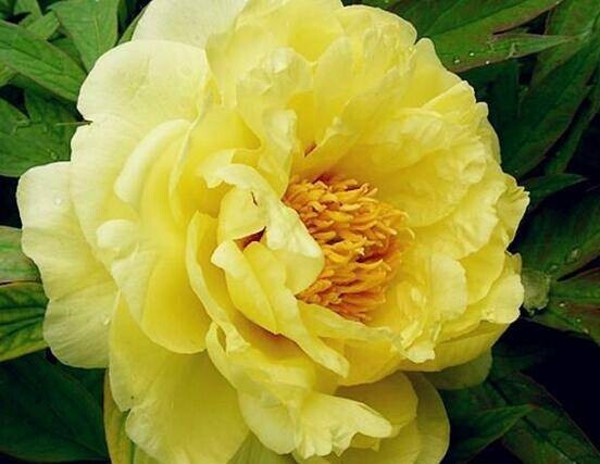 10pc PEONY SEEDS Garden Plant Flower blossom exotic USA seller FREE shipping