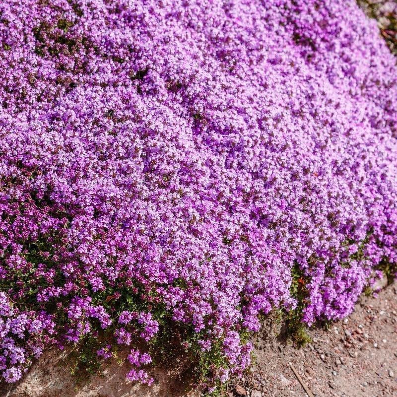 20000+ Creeping Thyme Seeds for Planting, Non-GMO Ground Cover Seeds, Fragran…