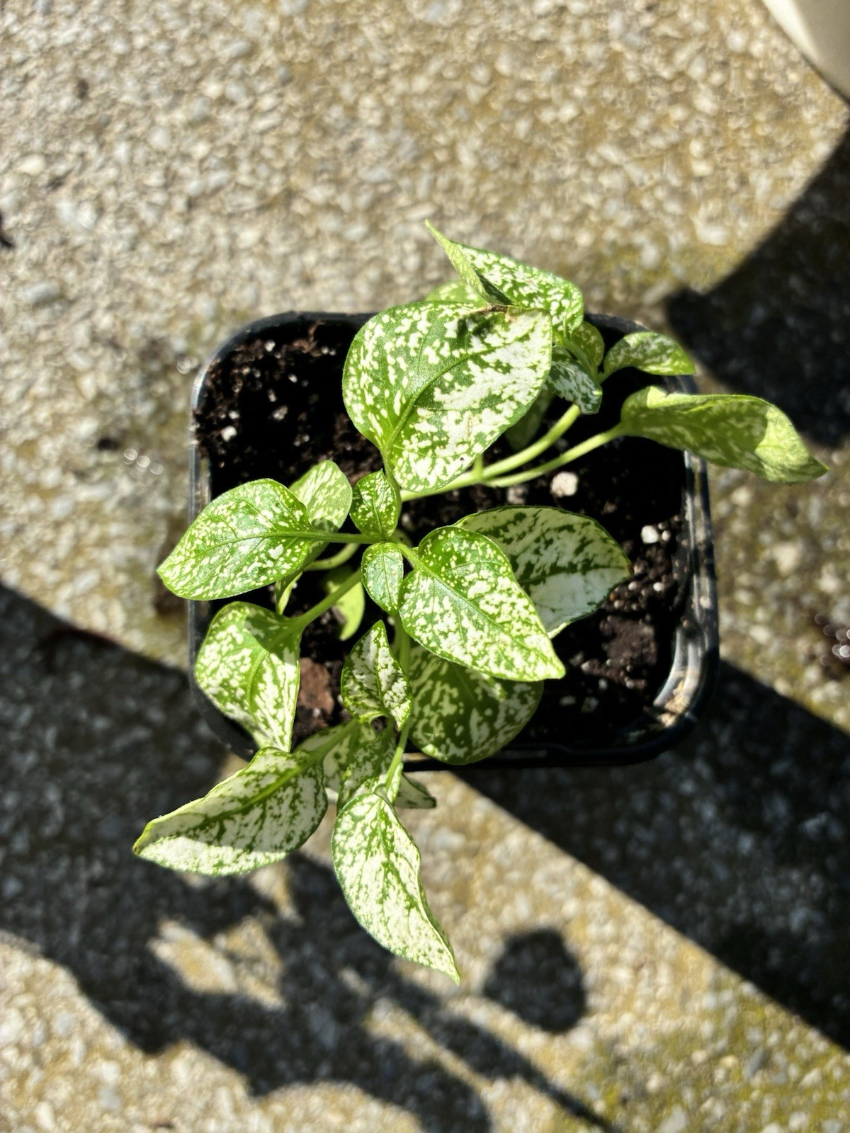 Pothos (Epipremnum) Variegated Green/White Seedling Starter Plant in Pot