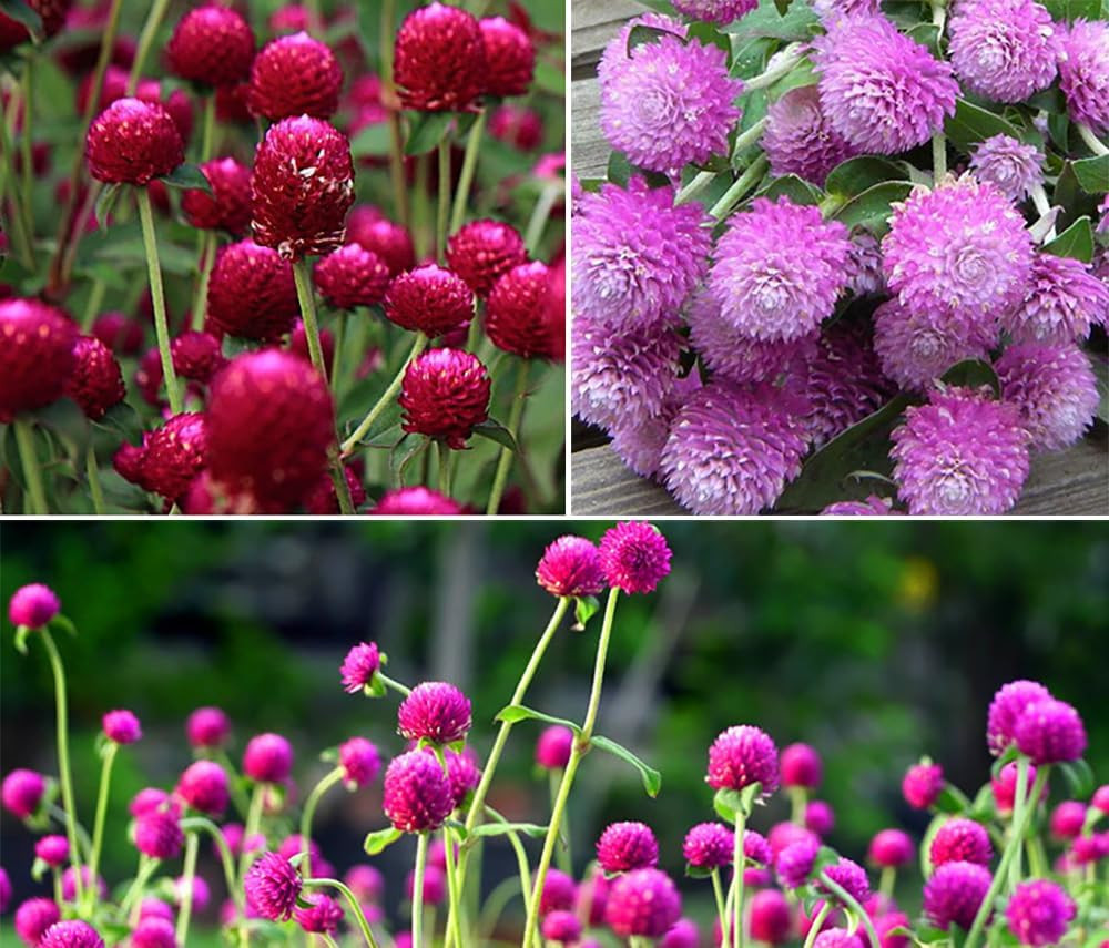 Mixed Color Globe Amaranth Gomphrena Seeds Purple Red White Dried Arrangements