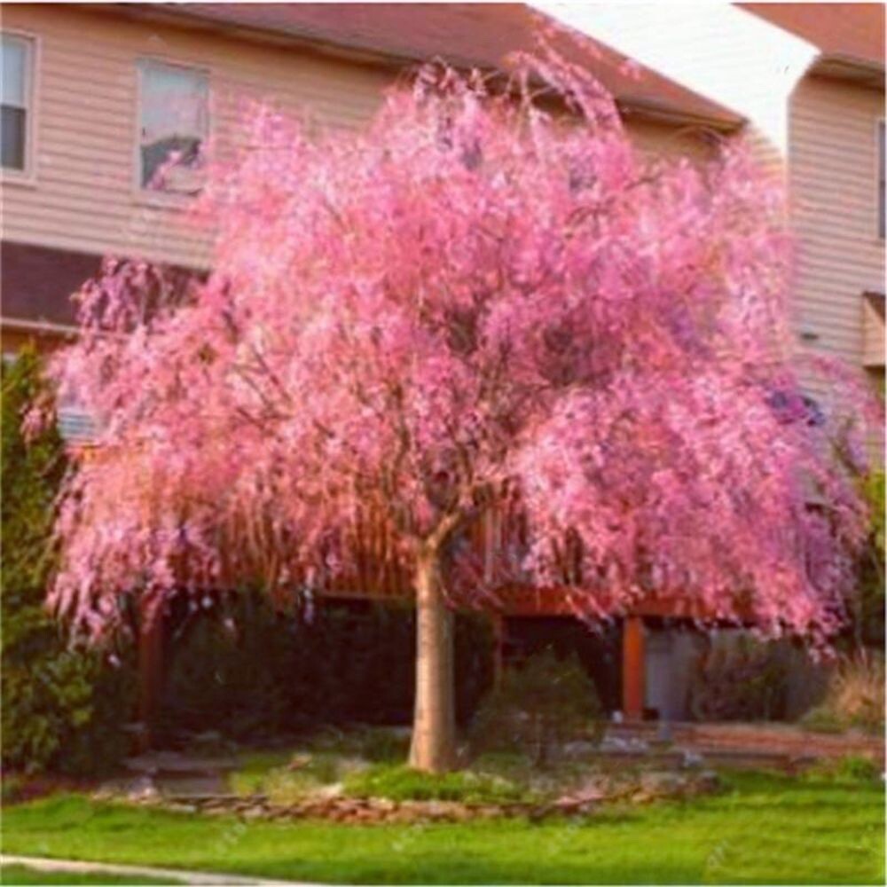 20 SEEDS for Light Pink WEEPING SAKURA CHERRY rare exotic sun tree USA Seller