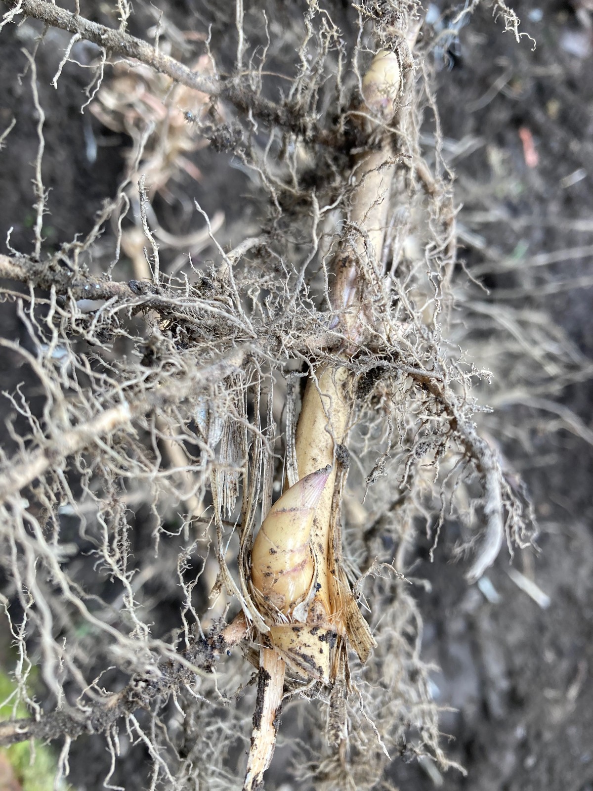 Phyllostachys bissetii Bissett’s Bamboo Cold Hardy Zone 5 Bamboo Rhizomes 3 Ct.