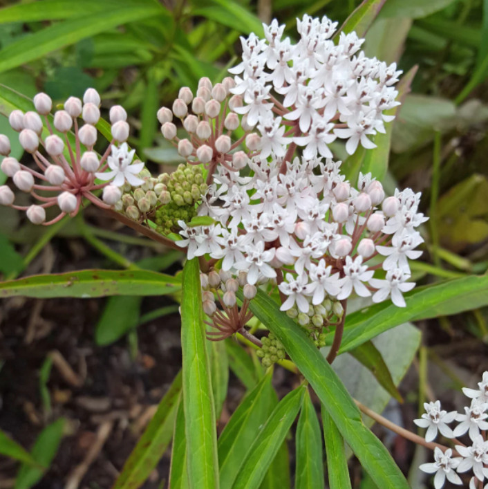 Milkweed Asclepias Perennis Plant – 4-8″ Tall – Native Pollinator Plant