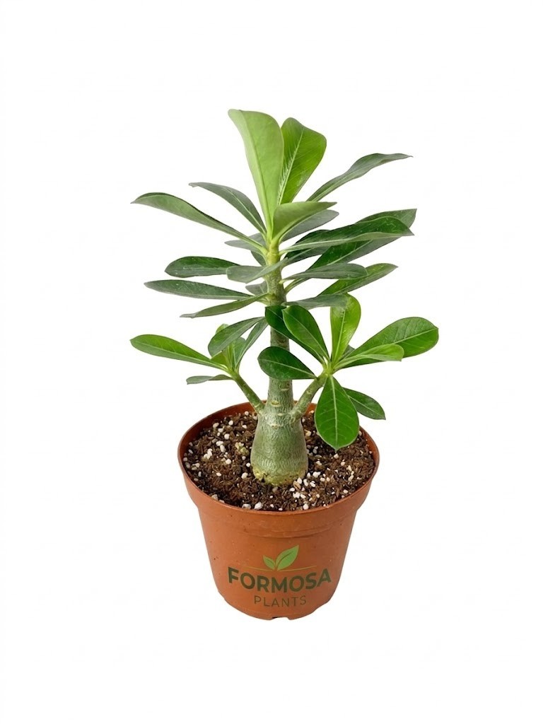 Desert Rose Plant – 1 Live Plant in a 4 Inch Pot -Adenium obesum