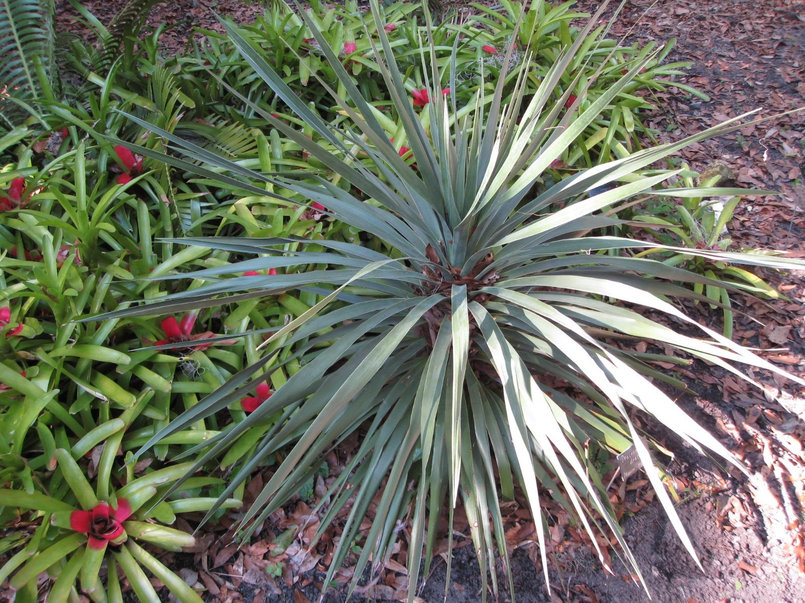 25 BLUE DRACAENA SPIKES Cordyline Indivisa Flower Seeds *Flat S/H