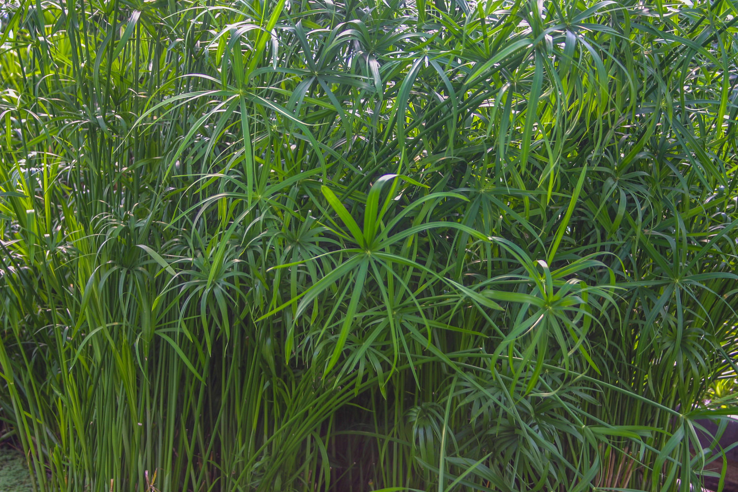 Live Umbrella Palm Tropical Aquatic Marginal Pond/Bog Plant – Buy 2 Get 1 Free