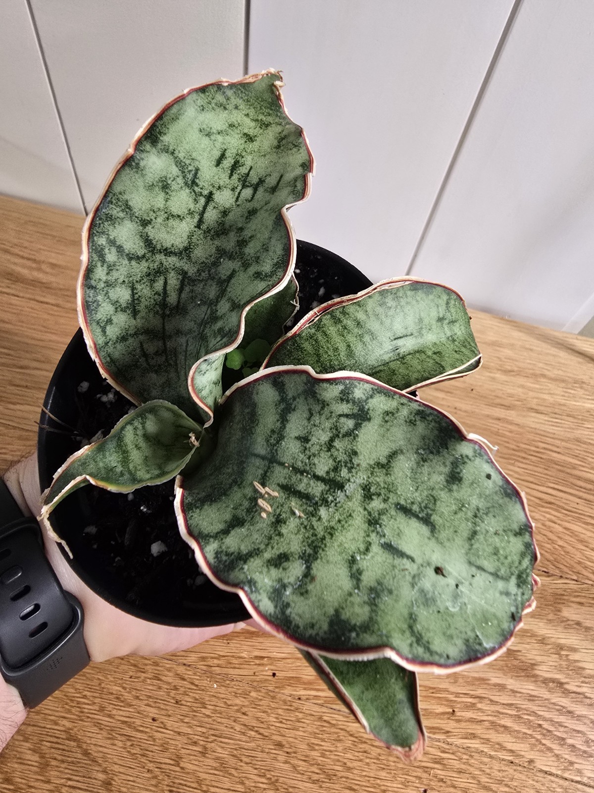 Sansevieria ‘Silver Blue Kirkii – RARE Snake Plant, Live Plant Fully Rooted
