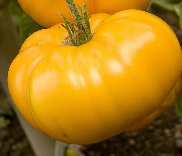120+ Yellow Brandywine Tomato Seeds – Heirloom – Organic – NON GMO ——- FRESH