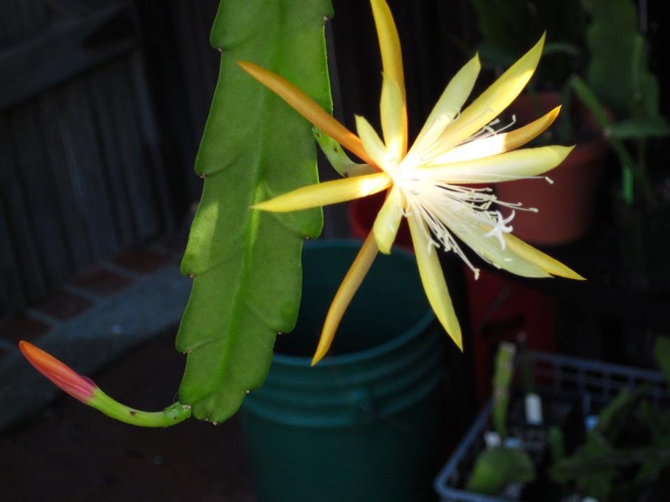 Epiphyllum,Orchid Cactus, ” DISCOCACTUS MARCANTHUS ” , Don’s cuttings APRIL/3