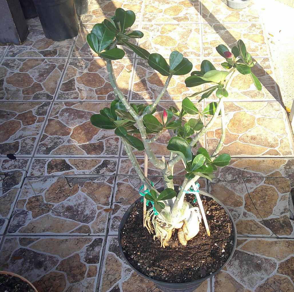 Adenium Desert Rose Obesum Caudex BLACK RUBY EX LG Flowering Live Plant 🇺🇸🆓⛟