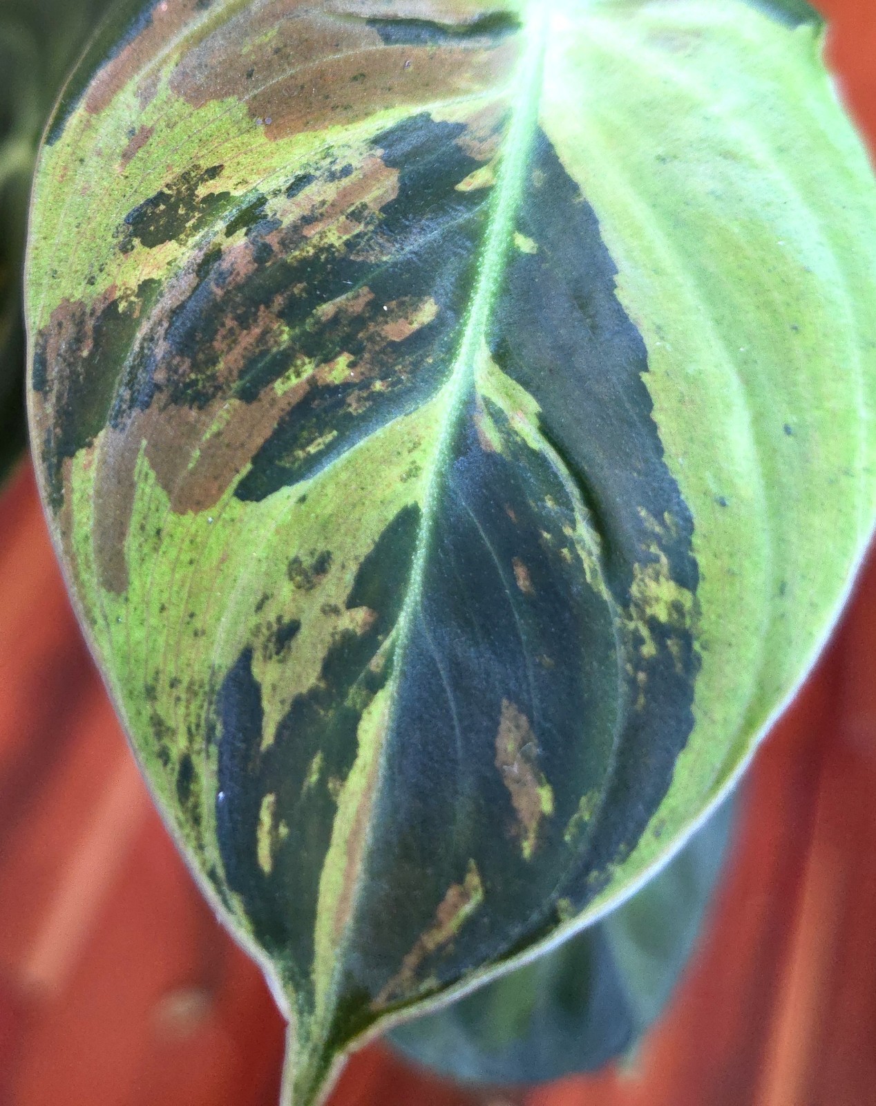 Rare Philodendron Variegated Melanochrysum 13″ Tall Not Anthurium Aroid Monstera