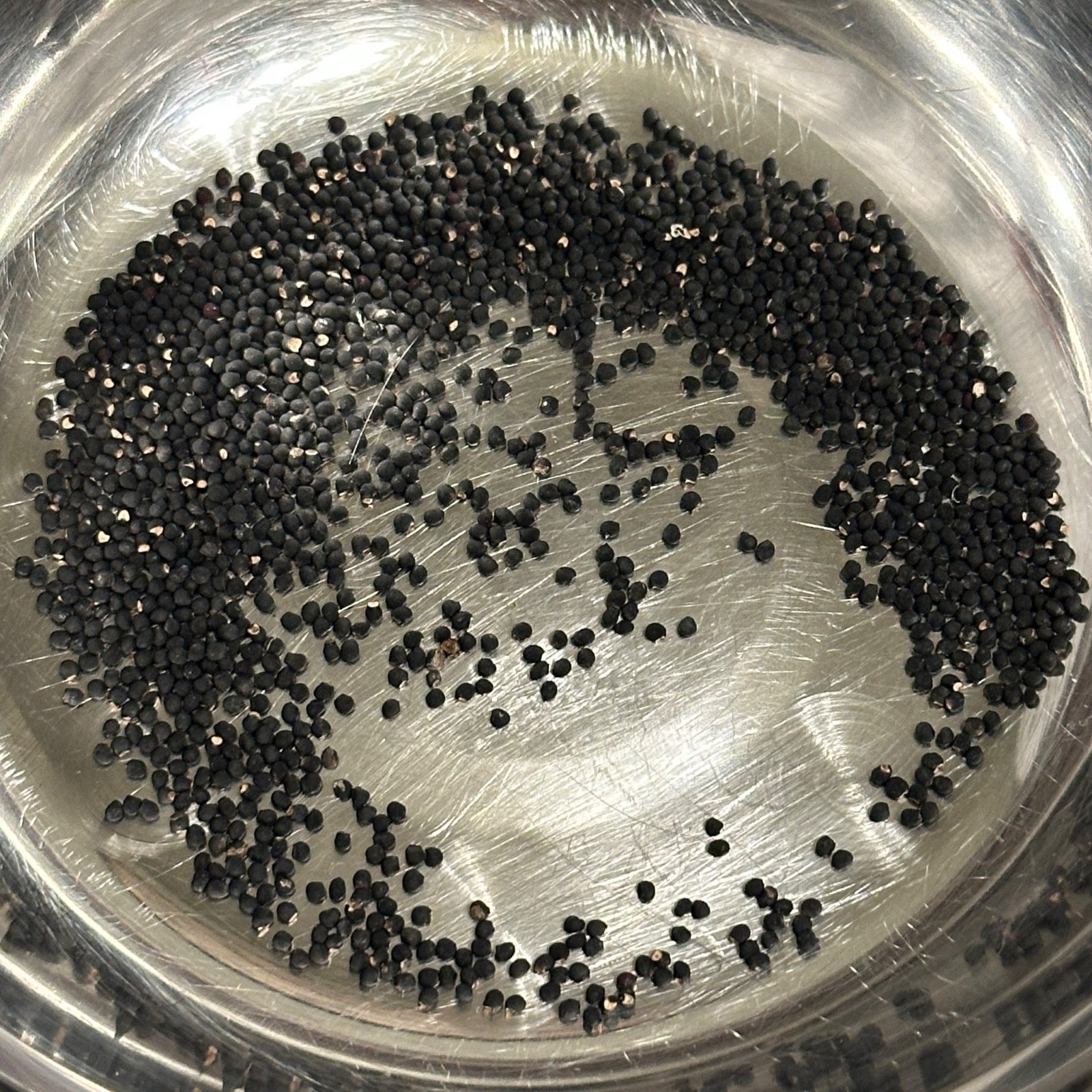 Lot of 50 Ariocarpus Astrophytum Aztekium (W Southern) Fresh Seeds