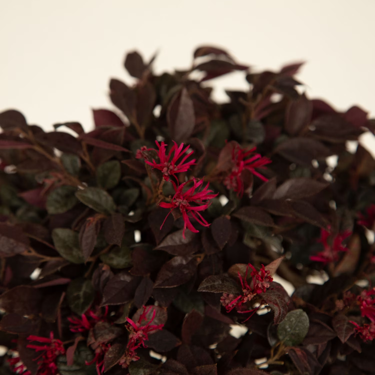 Purple Daydream Loropetalum Live Shrub in 2.5-Quart Grower Pot