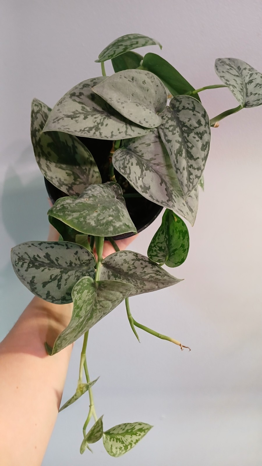 Scindapsis Silver Lady