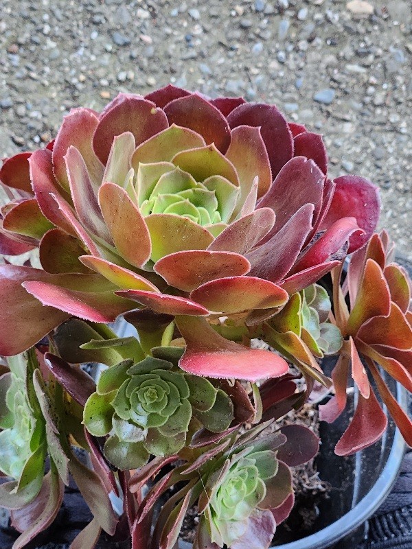 Large 7″ Aeonium Succulent Plant Red Black Rose Cluster Rosset Stong Stem Rooted