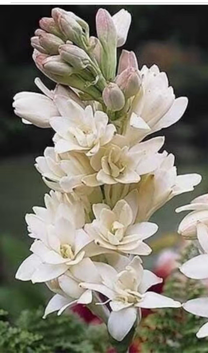 Tuberose double pearl. Potted Plants. FRAGRANT – Polianthus