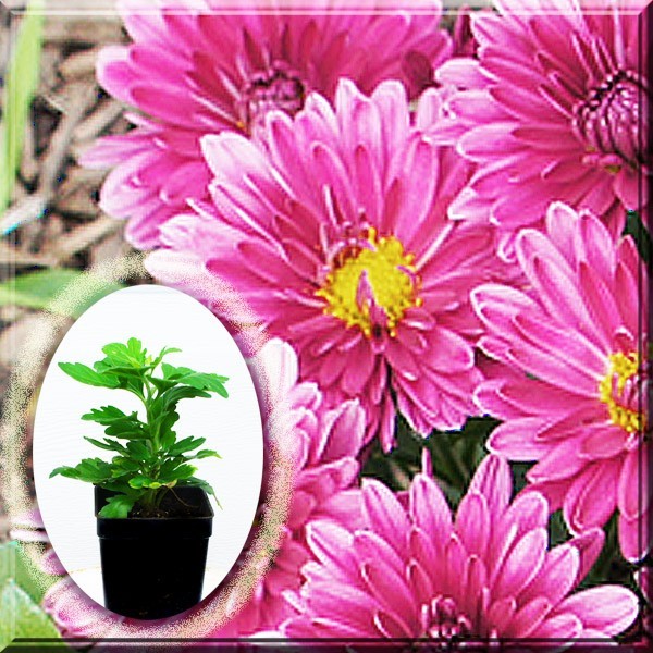 2 Regal Cheryl Purple Chrysanthemum Chrysanthe Mum 2.5″ Pot Live Plant