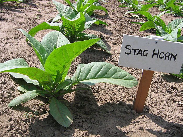 1000 Stag Horn Tobacco Seeds ~ Heirloom ~ Dark Virginian ~ Rich Flavor