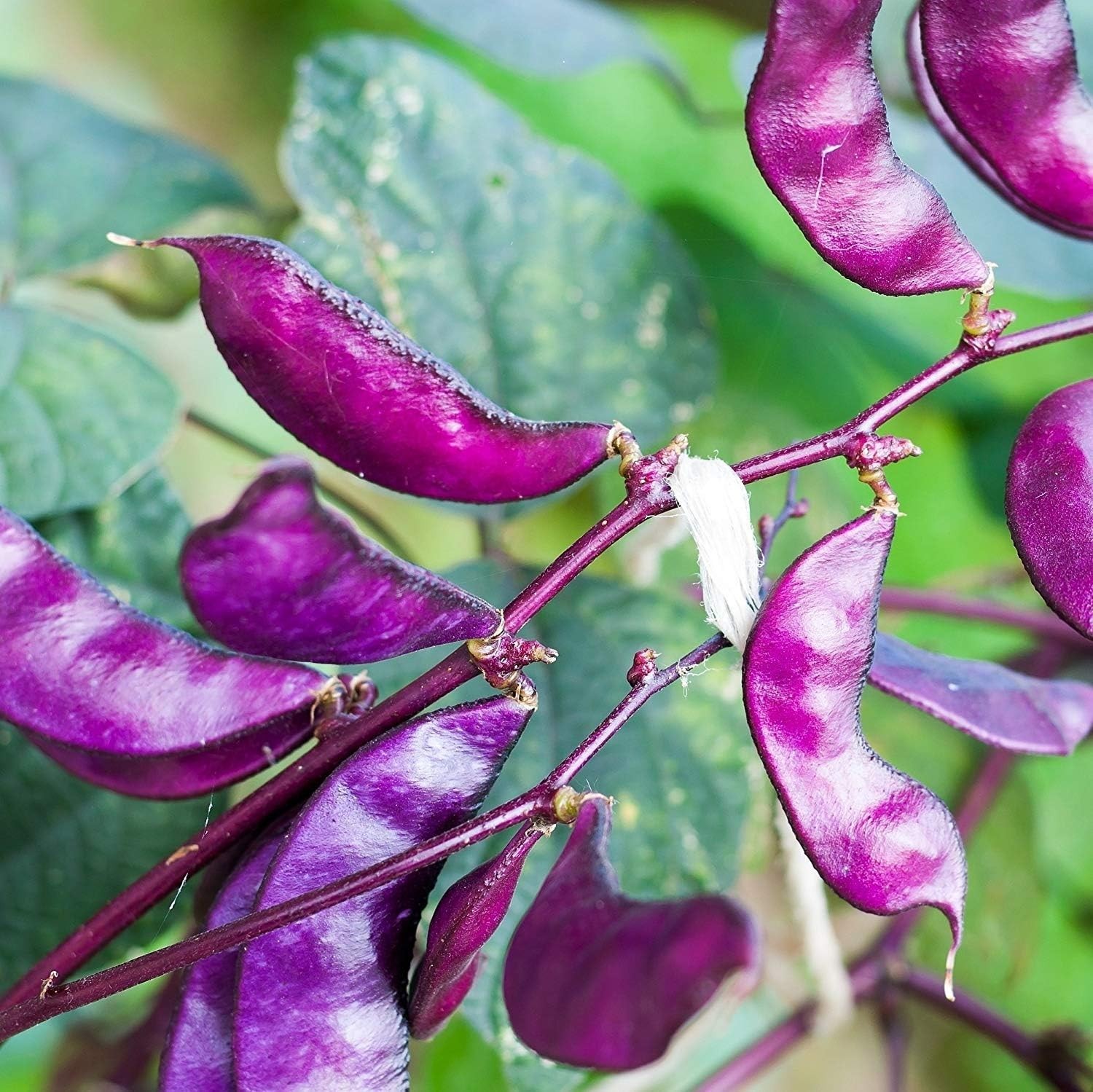 Fragrant Red Lablab Bean Seeds – Fast Growing Edible Flower & Vine Seeds 100 Pcs