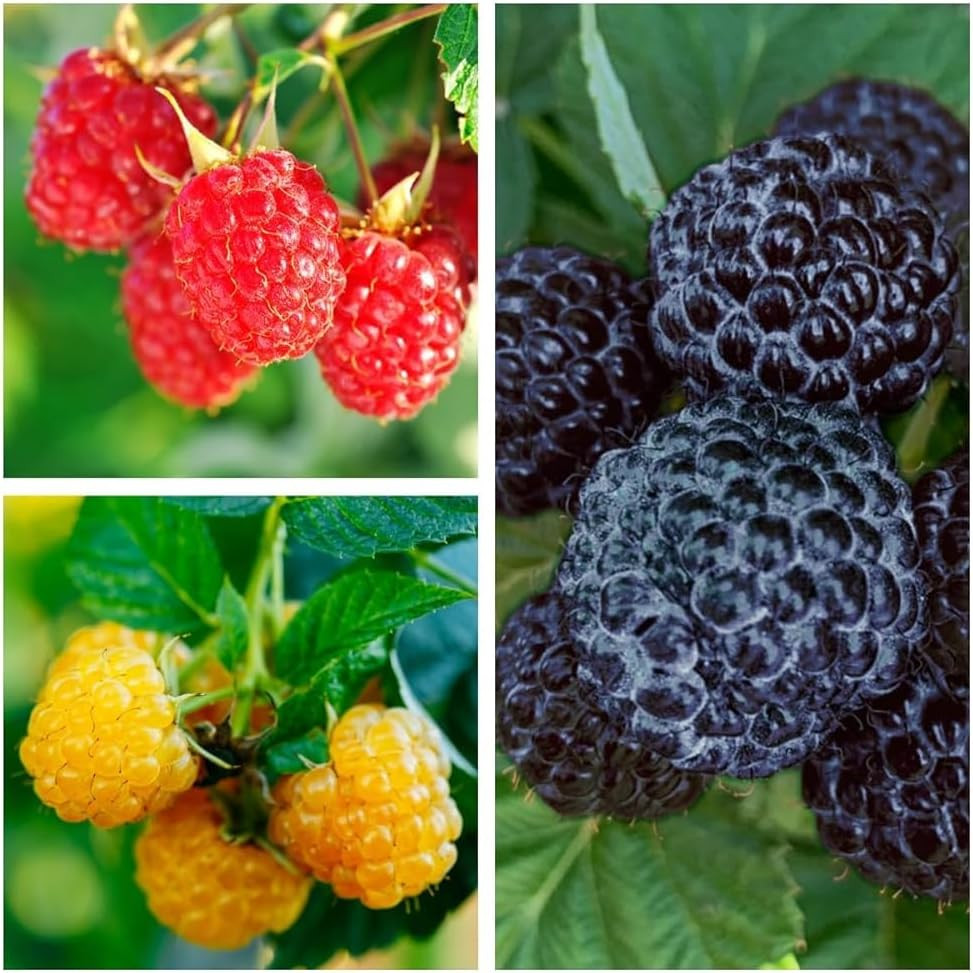 510 Mixed Raspberry Seeds for Planting, Red, Gold and Black Raspberry Fruit Seed