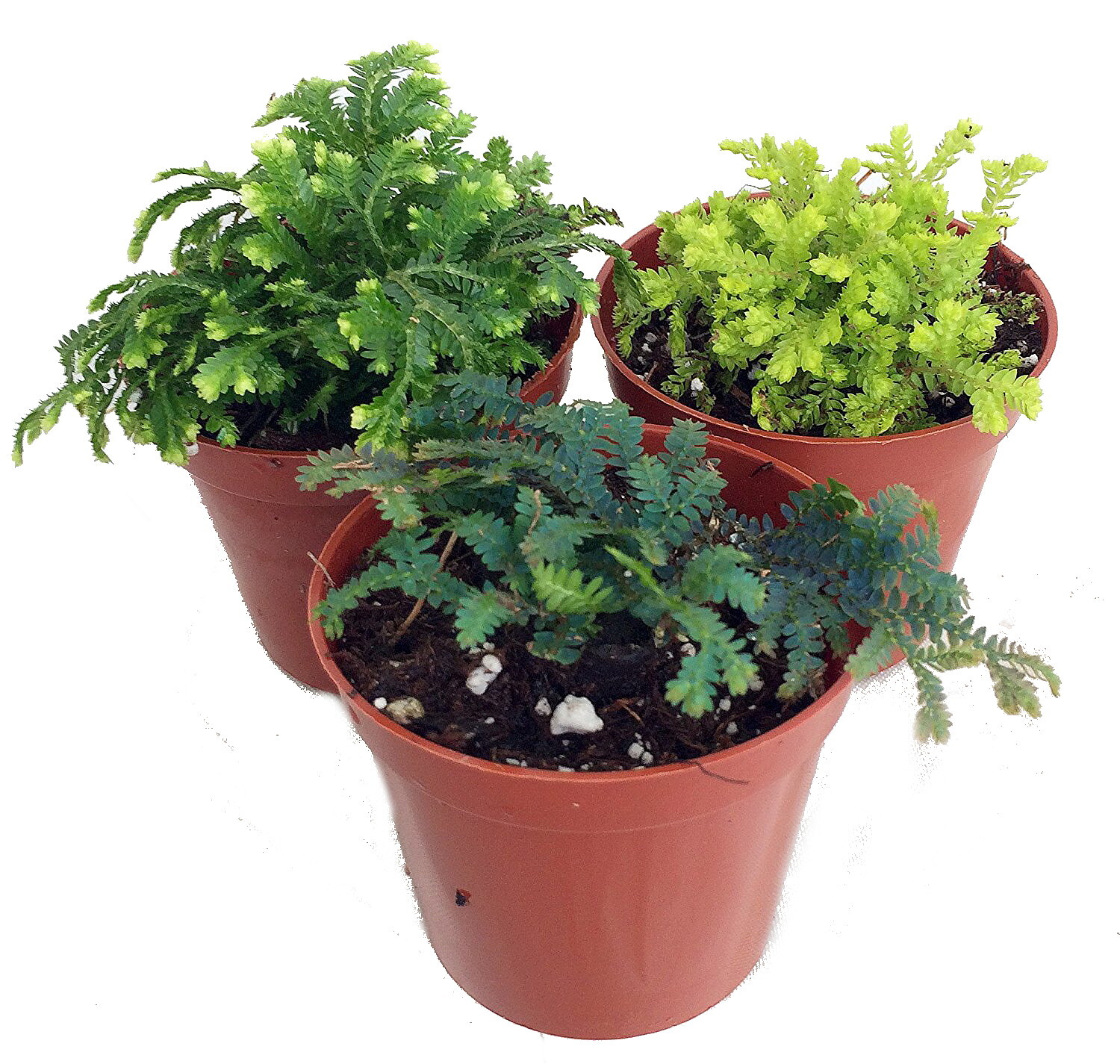 3 Club Moss Plants – Selaginella – Terrariums, Fairy Gardens – 2″ Pots