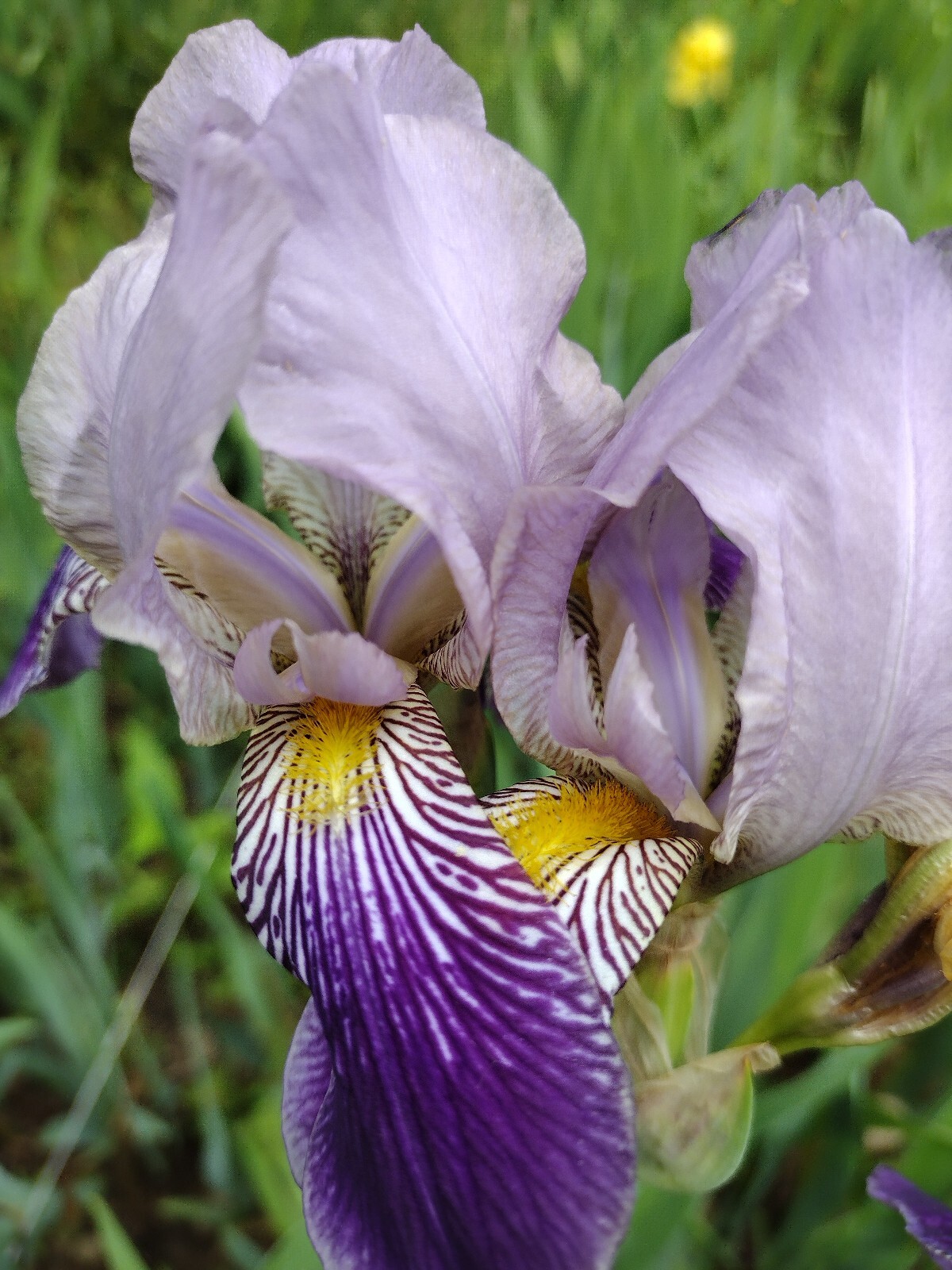 25xBearded Iris Rhizomes – Easy to Grow, FresH Mixed Colors FAST SHIPPING