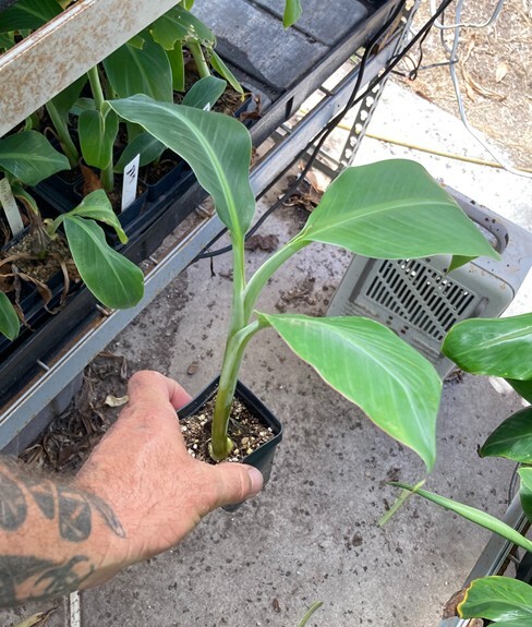 Burro Banana Plant – Live Plant
