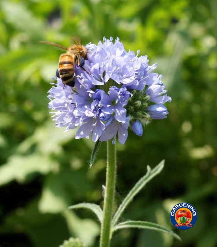 1000 GLOBE GILIA Flower Seeds Capitata (Drought Tolerant)