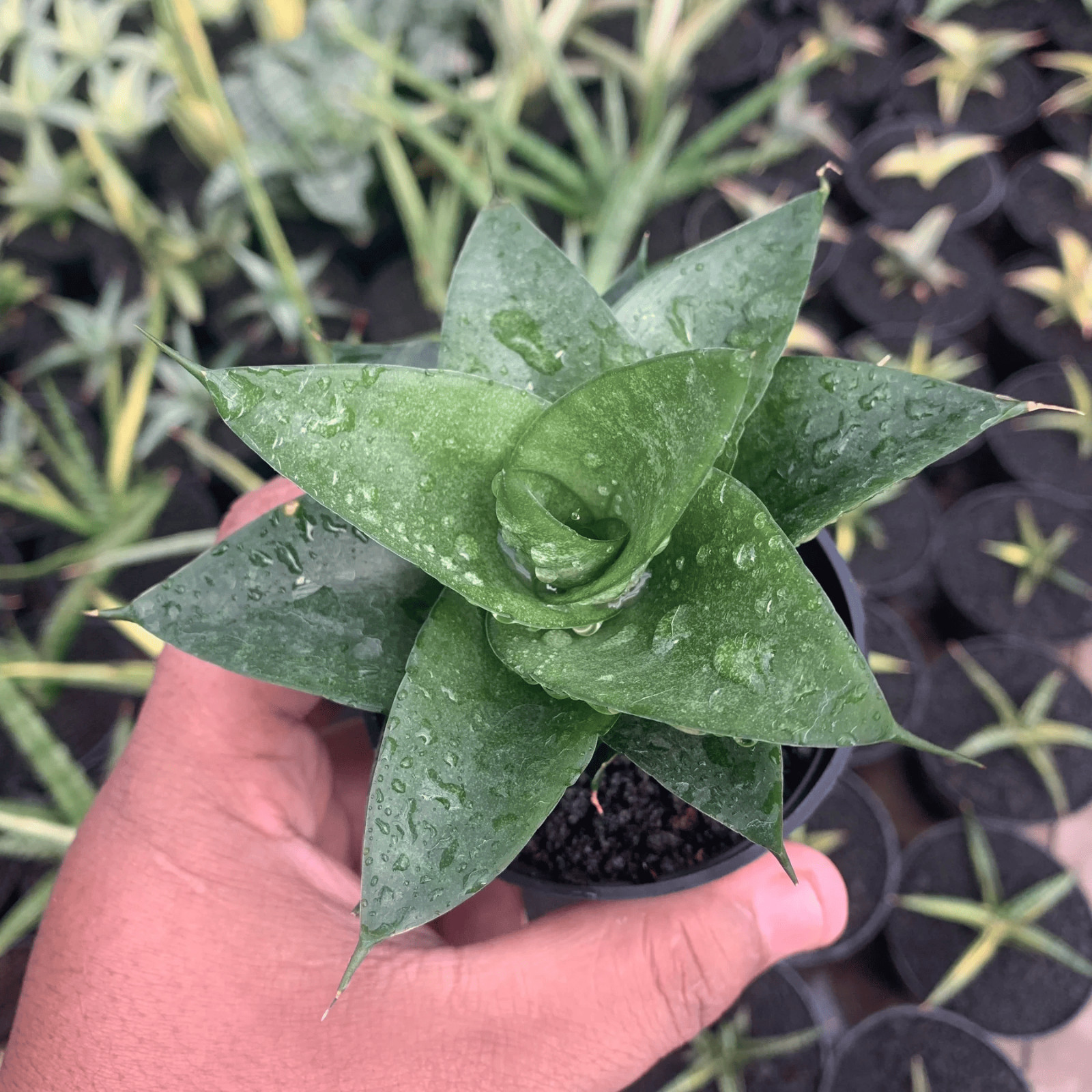 Sansevieria Shela Rare Uniqe Snake Plant