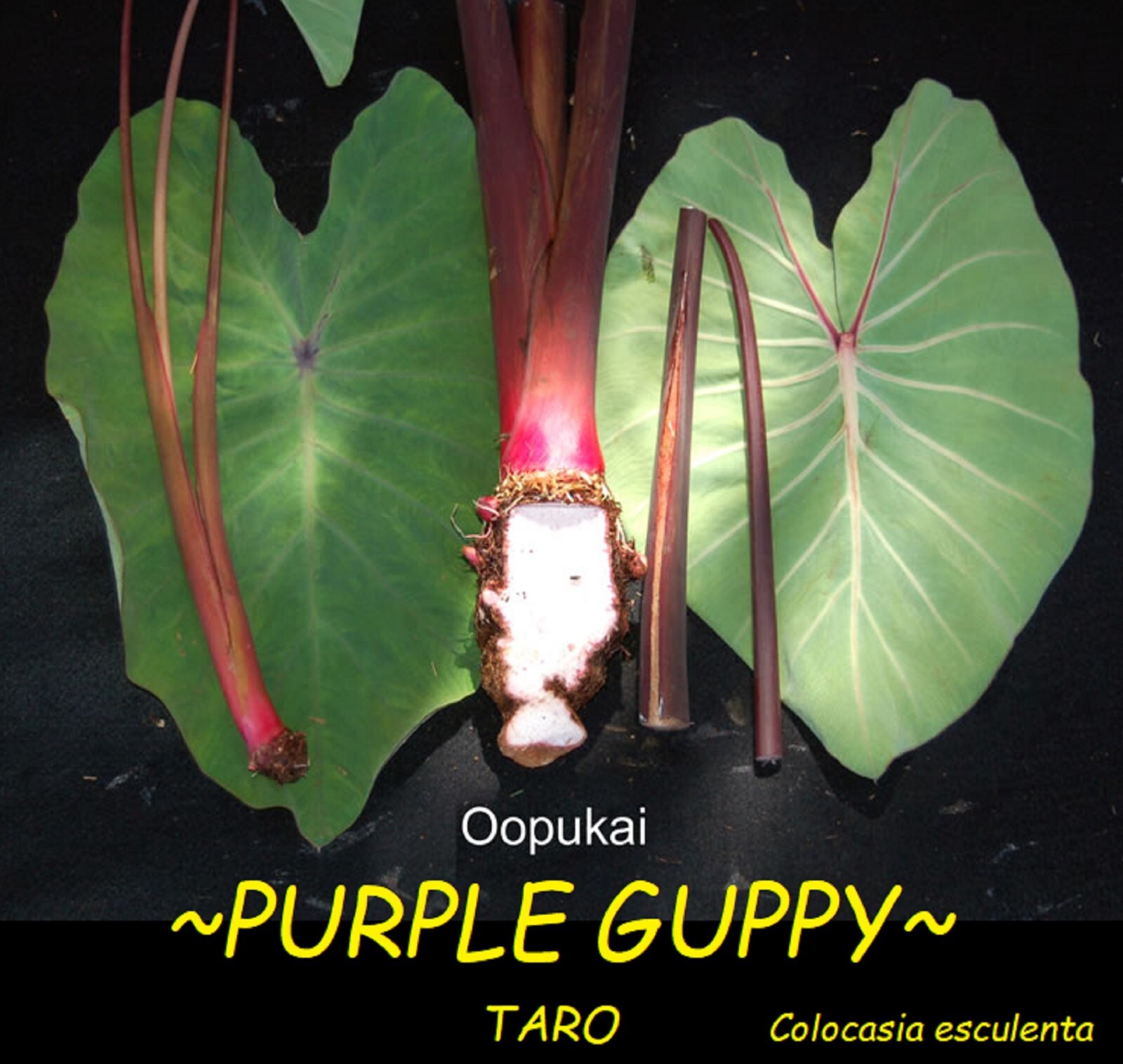 ~‘O‘OPUKAI~ PURPLE GUPPY edible TARO Colocasia HAWAIIAN small potted Plant