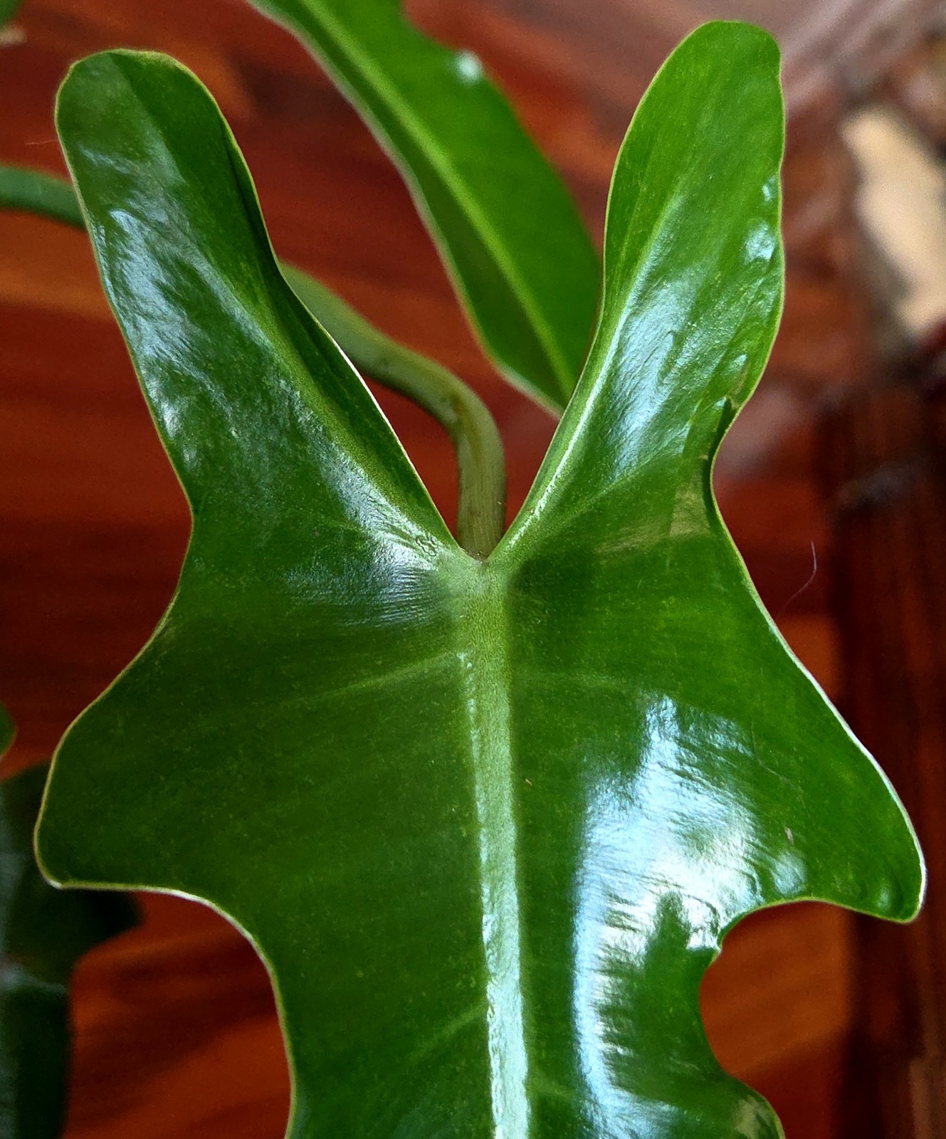RARE Philodendron Ecuadorian Canoe 31″ Wide Not Syngonium Monstera Anthurium