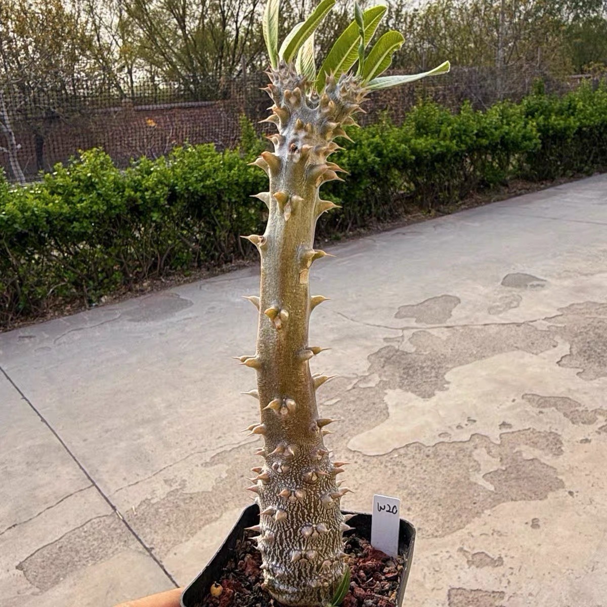 Pachypodium densiflorum Rare Caudex Succulent Exact Plant