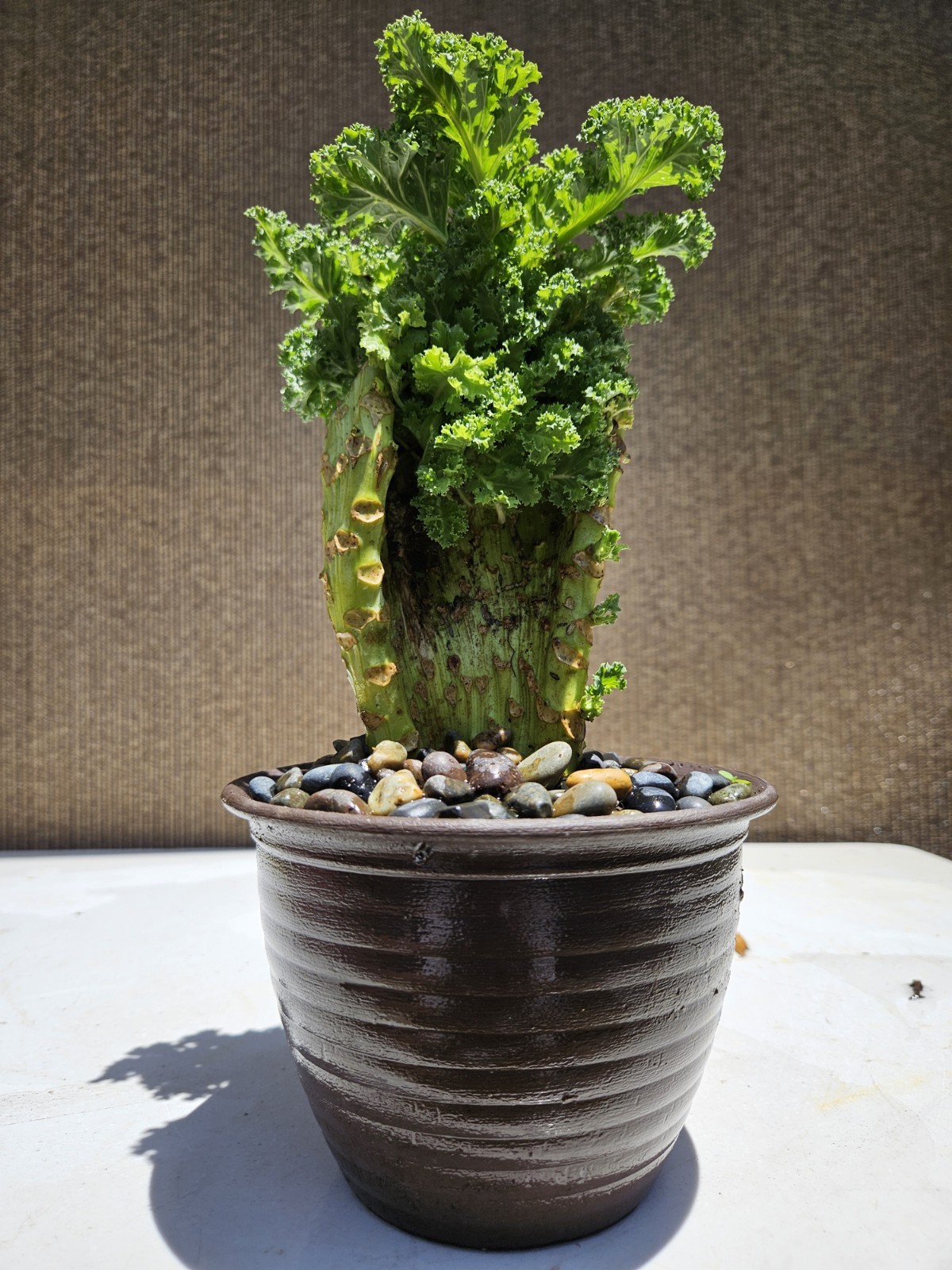 Old Blue Ridge Kale (Brassica oleracea var ) Bonsai Tree,,, SALE