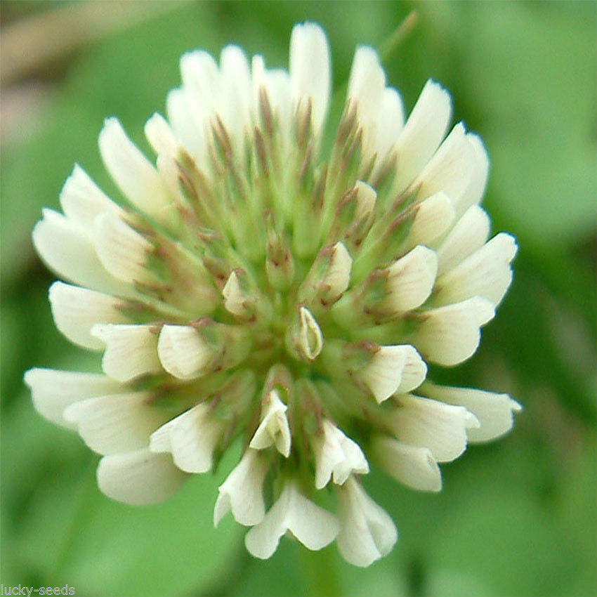 SeedRanch White Dutch Clover Seed: Nitro-Coated & Inoculated – 2 Lbs.