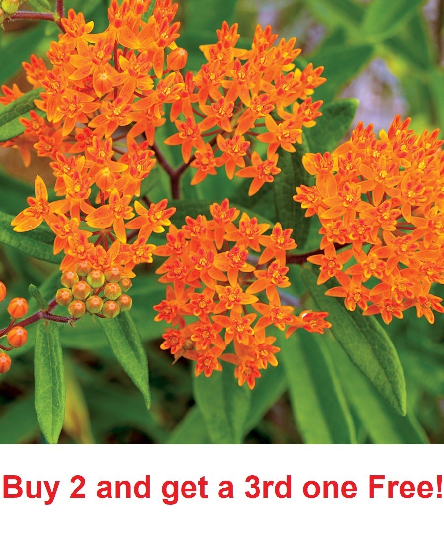 50 Orange Butterfly Weed Seeds (Asclepias tuberosa) Free Shipping