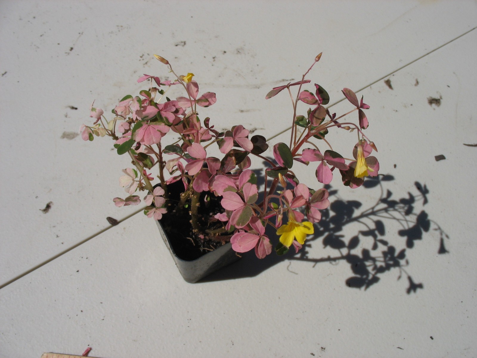 Oxalis Plum Crazy 2” Potted – Pink Plant Yellow Flowers