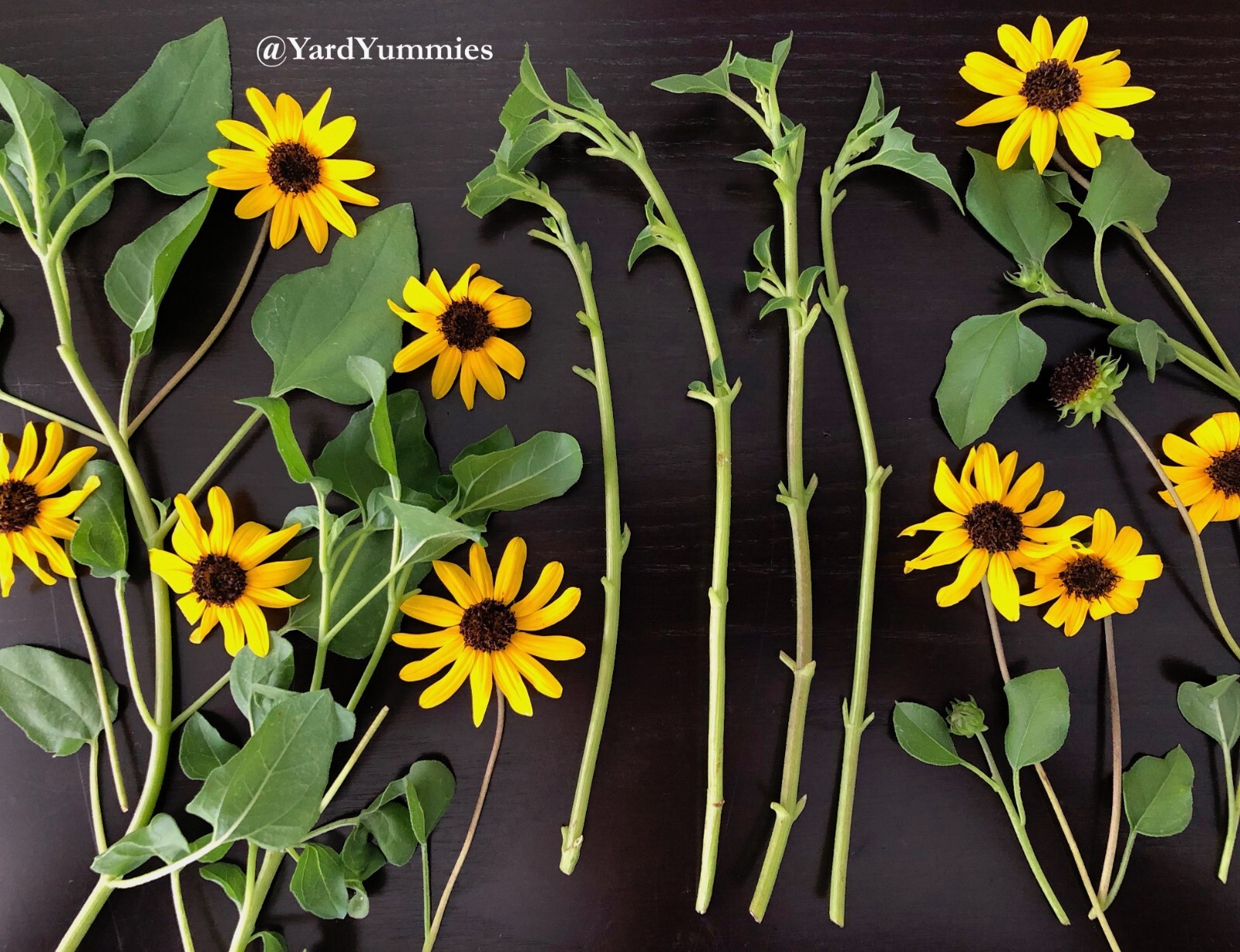 West Coast Dune Sunflower Cuttings Unrooted Cuttings Yellow Beach Sunflower FL
