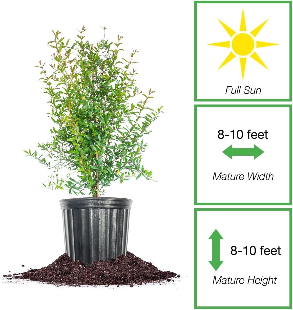 Exotic Russian Pomegranate Dwarf Tree: Cold Hardy with Air Purification Benefits