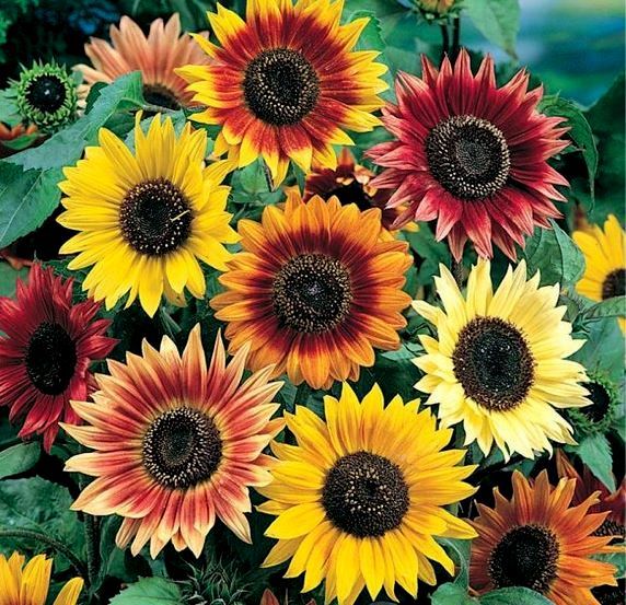Sunflower Seeds, Autumn Beauty, Multi Colored, Heirloom Sunflower Seeds, 50ct