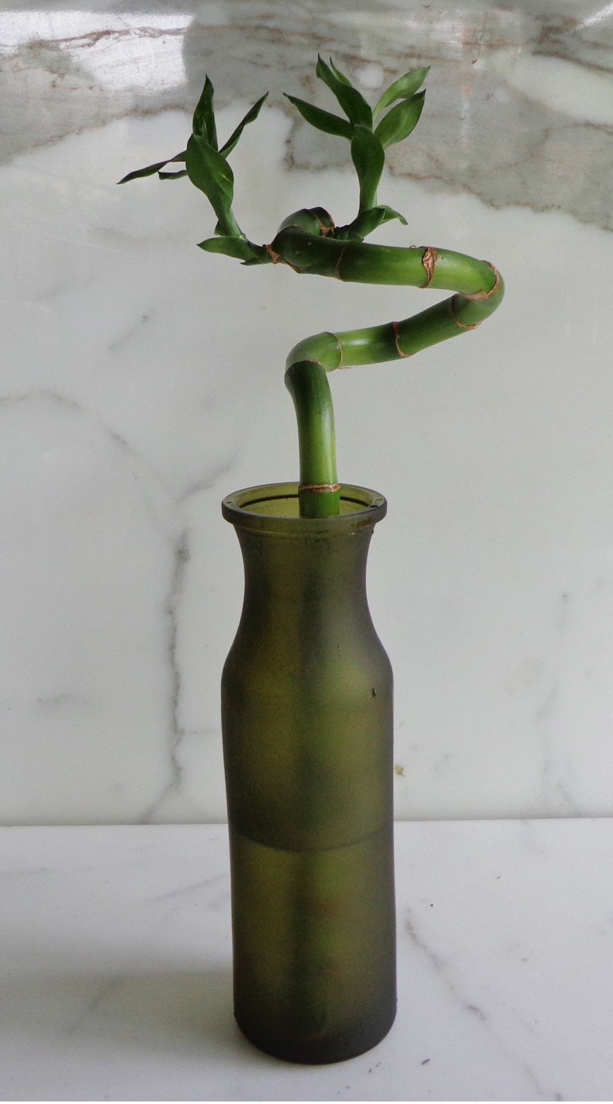 A LUCKY BAMBOO SPIRAL Stalk Roots 12 inches (Only plant, No Vase)