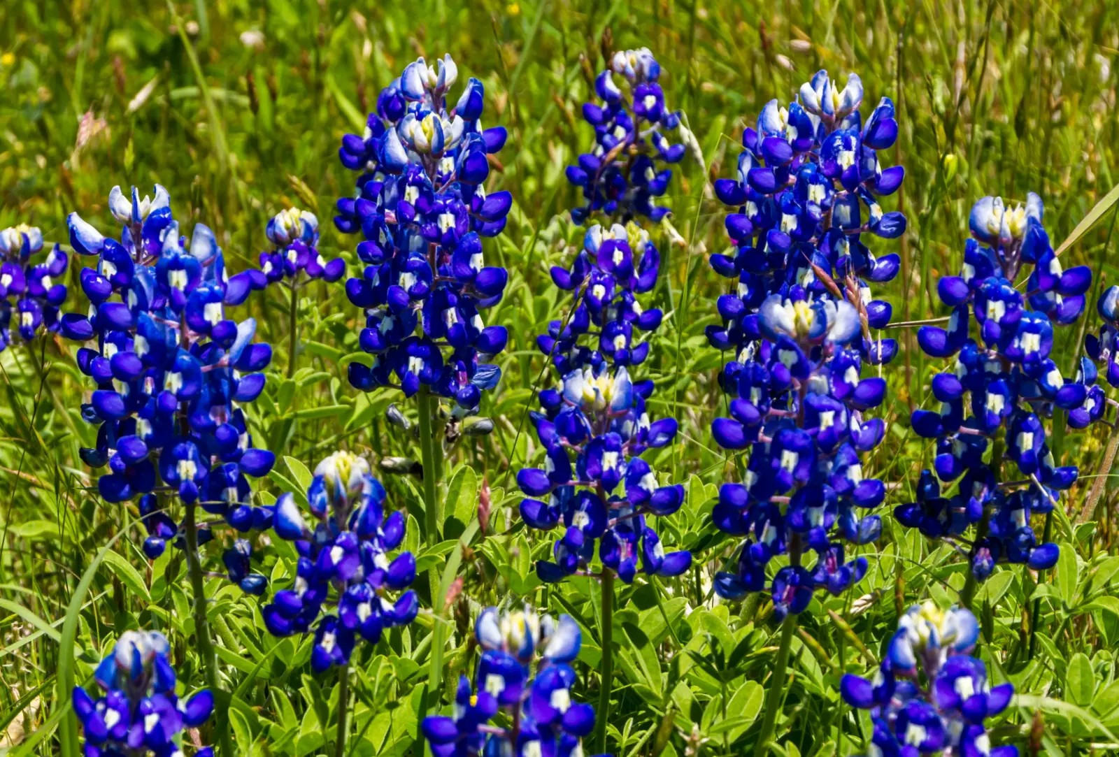200+ Texas Bluebonnet Seeds – Hummingbirds Butterflies – Bright Color- Fragrant