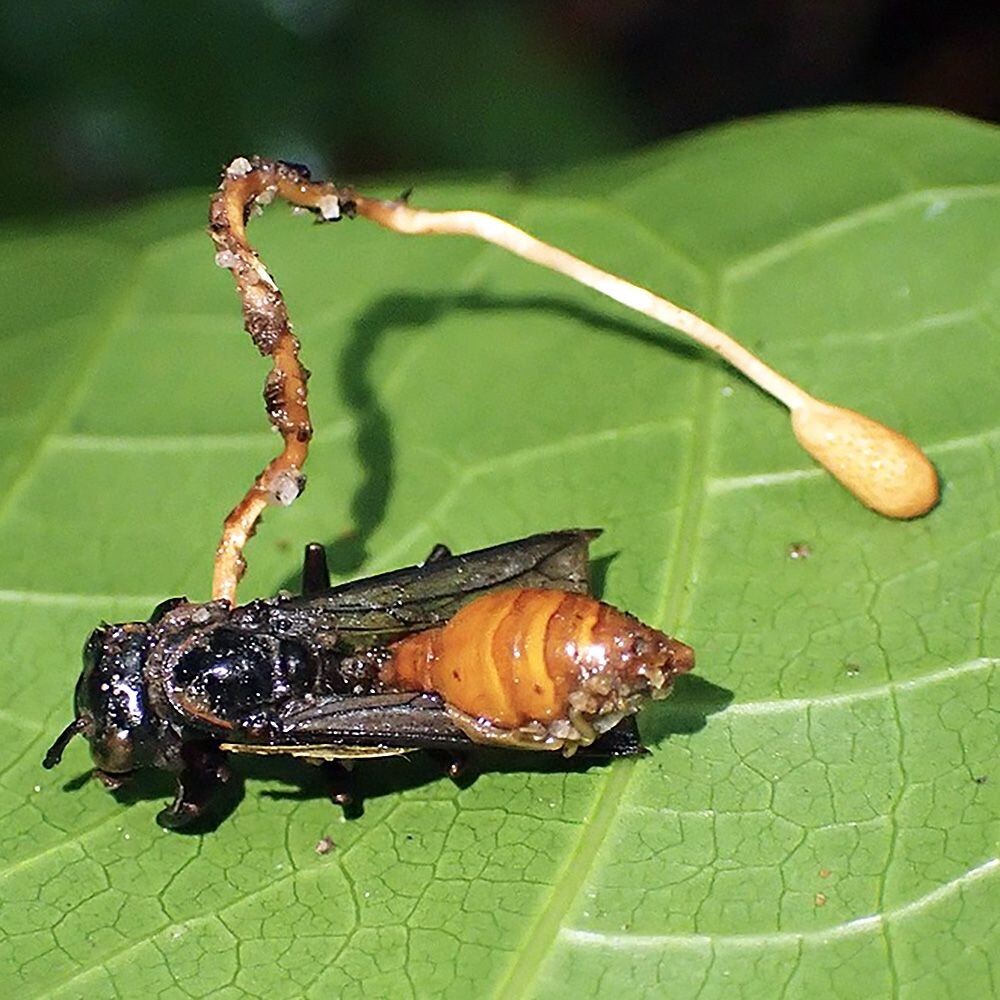 Wasp Killing Cordyceps (Ophiocordyceps sphenocephala) Liquid Culture