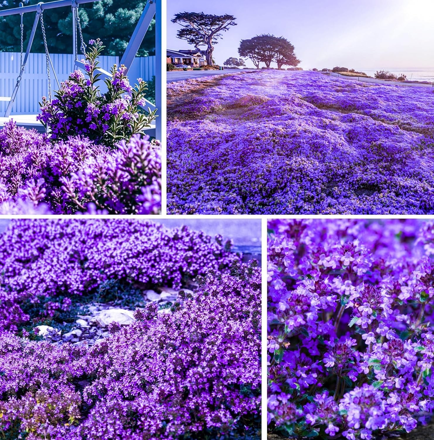 6000+Perennial Mixed Creeping Thyme Thymus Serpyllum Seeds for Planting Outdo…