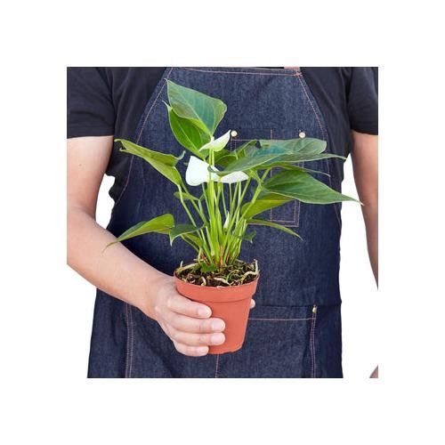 Anthurium White • Flamingo Flower • Glossy White Spathes • 6″ Pot