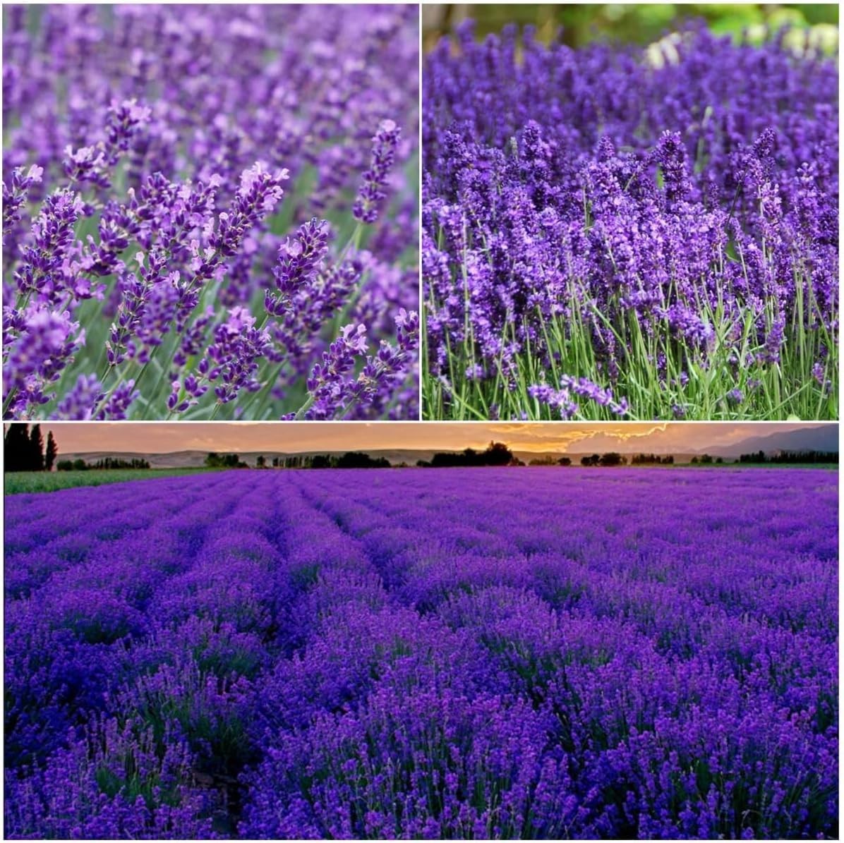 Purple Blue Hosta Plantaginea Seed 100 Seeds Fragrant Herb Plant Drought Toleran