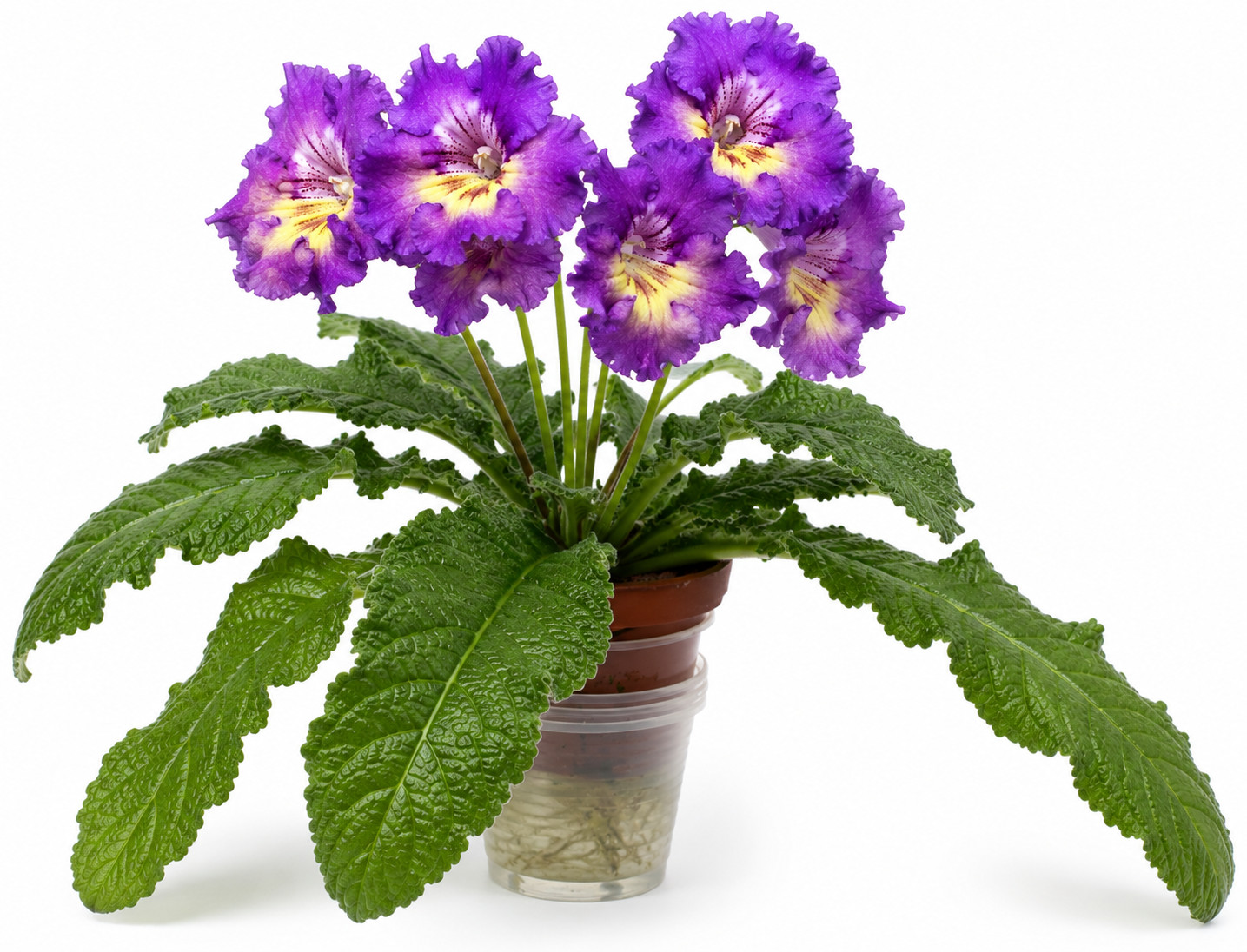 1 Streptocarpus Leaf Cutting ~ * PK 7119 * ~